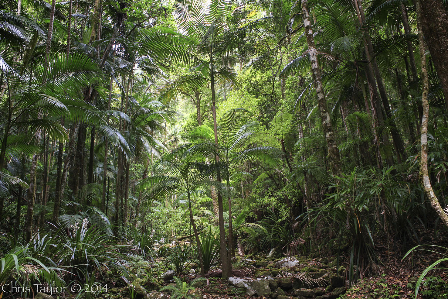 Terania Creek Rainforest - Chris Taylor Photography