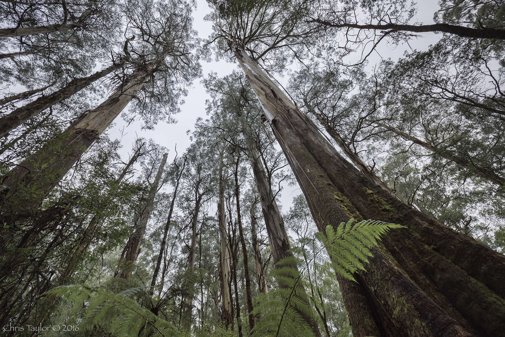 Critically Endangered Mountain Ash - Chris Taylor Photography