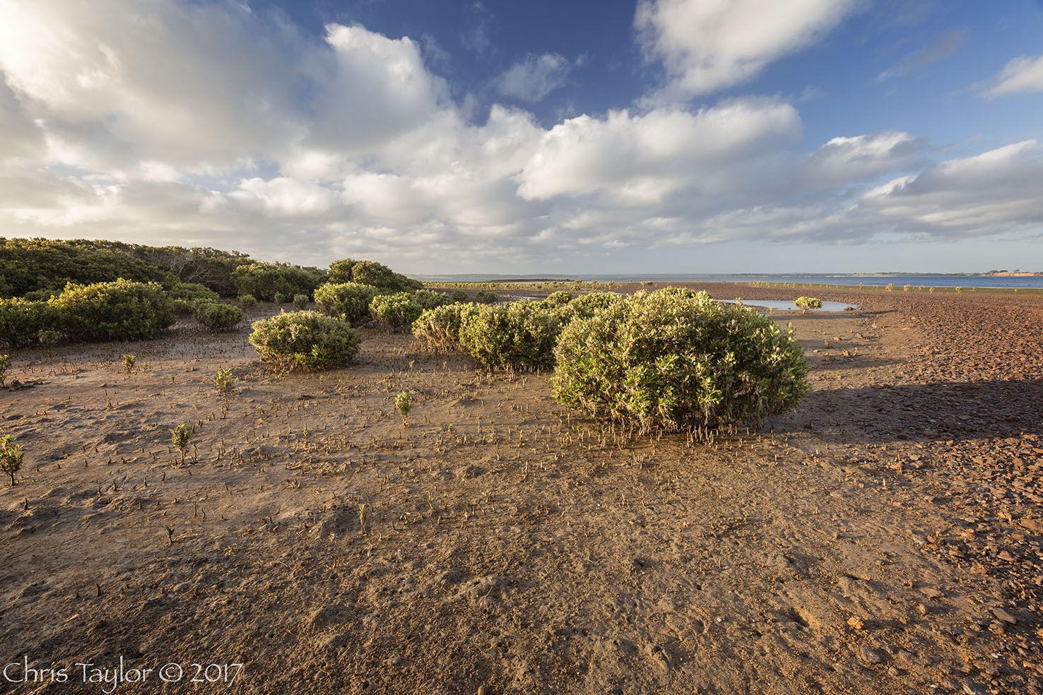 Mangroves and rocky shores - Chris Taylor Photography