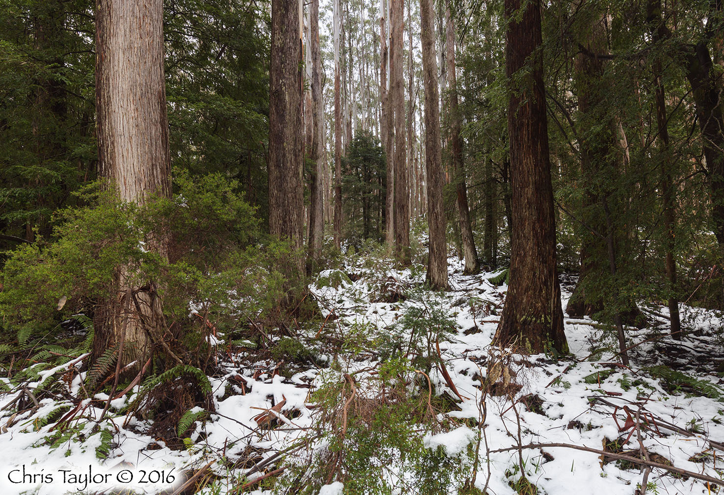 Baw Baw Alpine Ash - Chris Taylor Photography