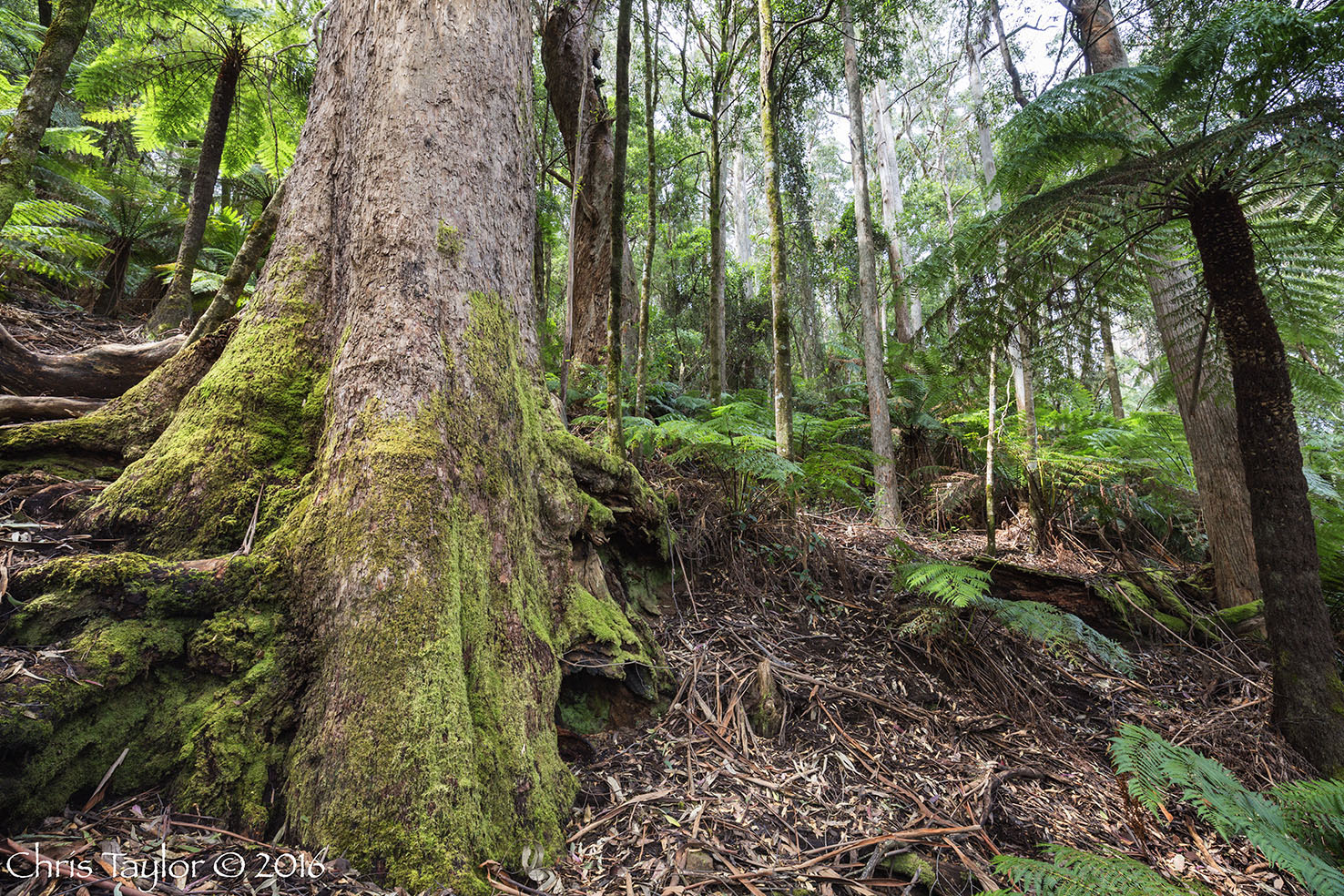 Kuark Forest - Chris Taylor Photography
