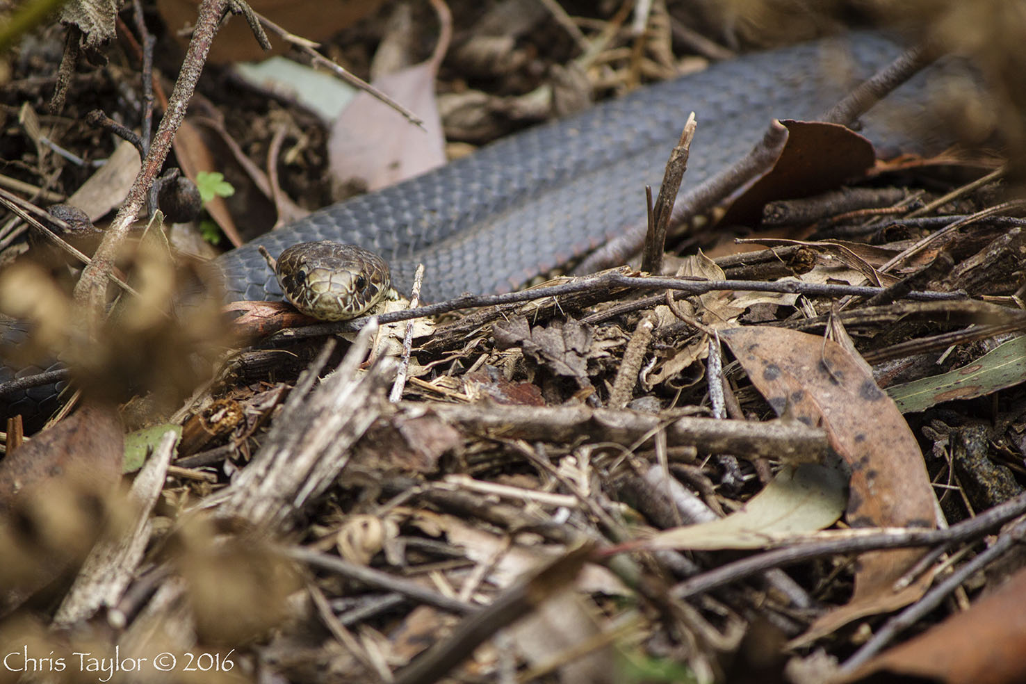 Copperhead Snake in the Kuark Forest - Chris Taylor Photography