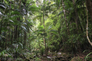 Terania Creek Rainforest - Chris Taylor Photography