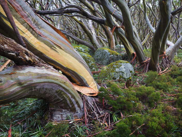 Snow Gum Woodland Revealed - Chris Taylor Photography