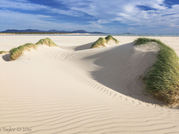 Grass and Dunes - Chris Taylor Photography