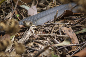 Copperhead Snake in the Kuark Forest - Chris Taylor Photography